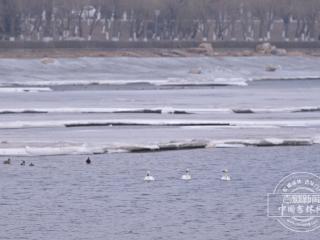 吉镜头｜长春伊通河来了白天鹅