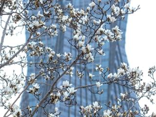 春天来了，玉兰花开