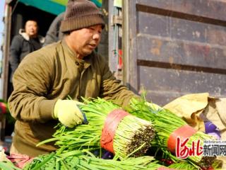 河北省乐亭县：优质韭菜抢“鲜”销往全国各地
