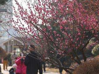 寻找最美春天 | 山东日照：花开迎新春 满园醉游人
