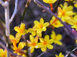 寻找最美春天 | 山东日照：赴一场春日花事