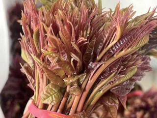 阴雨天气持续到3月初 香椿上市，郁金香美不胜收，到处都是春天的气息