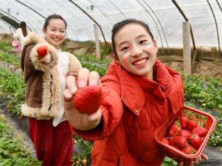 栾城草莓采摘季来了