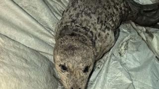 斑海豹幼崽现身辽宁东港潮水沟，已获救助