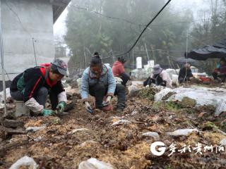 绥阳县宽阔镇：春种一粒“麻” 药香满青山