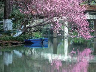 西湖边鲜为人知的小众赏梅地 人少景美，非常出片风波亭梅开正盛