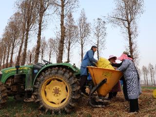 济宁市鱼台县王鲁现代农业示范园：220亩小麦春管正当时