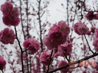 西安鄠邑万株梅花竞相绽放