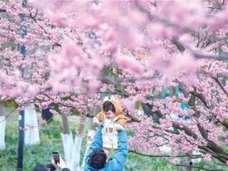 花中“美人”登场 太子湾早樱提前绽放