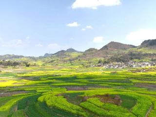 春意渐浓 普定迎来赏花季