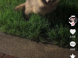 小区惊现“怪客”！居民深夜偶遇“似犬似狐”动物，专家鉴定：是貉