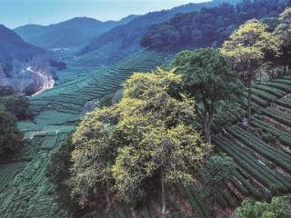 满树金黄唤春茶