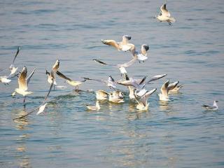 在厦过完冬 “老朋友”海鸥翔集准备北归