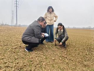 省市小麦春季生产帮包指导组到无棣县棣丰街道指导小麦春管工作