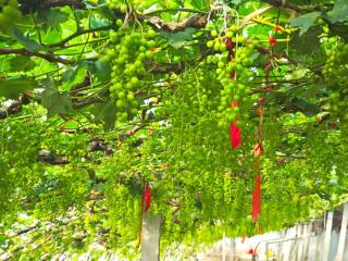 青岛平度：大棚绿意浓 尝鲜正当时 印象大泽早熟尝鲜葡萄即将甜蜜上市