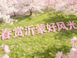 临沂雕塑公园梅花迎春开，春游安排！