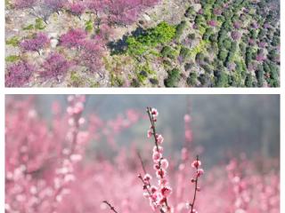 花果山景区：梅花绽放春意浓 踏青赏景正当时