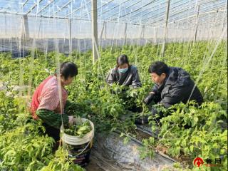 德州市陵城区：农家大棚种出“致富”菜