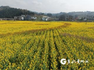 仁怀五马镇：五彩花田绘出春日好“钱”景