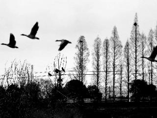 鸳鸯湖畔聚鸳鸯！淮南采煤沉陷区变身候鸟天堂（多图）