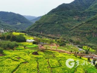 春暖花开踏春行 赤水复兴金色花海绘就田园新画卷