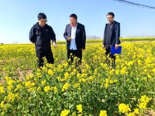 山东安丘：绿润烟田 轮作生金