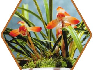 2026杭州春兰精品展邀你赴春日雅集