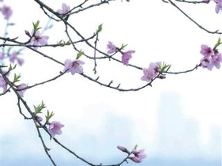 雨水再次来“控场” 春寒料峭 苏堤桃花开了