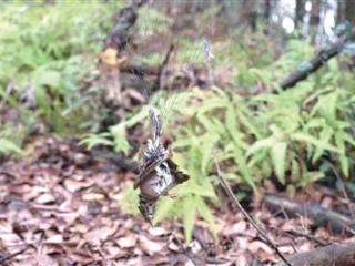 萧山一座山上 两张网挂着四只鸟……张网即违法，看到请报警