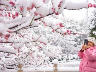 梅花傲雪引客来