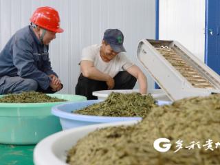 春茶飘香生产忙，电力“满格”来帮忙！南方电网晴隆供电局暖心服务助茶企复工复产