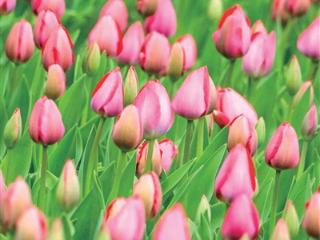 杭城春天顶流来了 太子湾郁金香花展明天开启