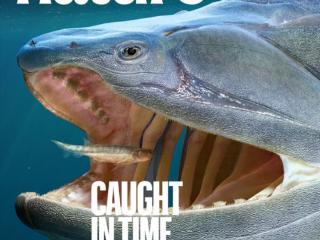 我国硬骨鱼类研究新突破！填补“从鱼到人”演化空白