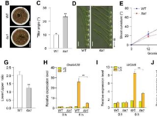 科学岛团队揭示调控水稻理想株型的关键基因与分子模块，科技赋能现代农业生长