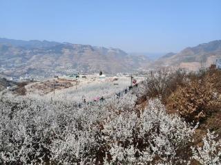 金融活水润樱林：工行毕节纳雍支行的“五笔账”算进果农心坎里