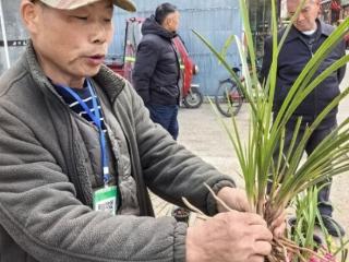 六安花市又闻兰花香