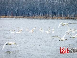 组图｜天鹅翔集曹妃甸 人鸟和谐生态美