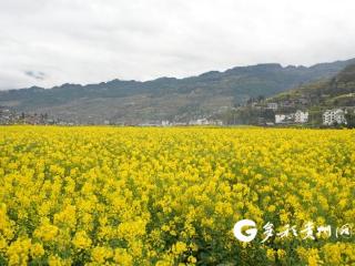 桐梓狮溪：金色花海绘就春日乡村美景