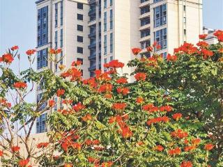 北风和缓 今日厦门仍是晴好天气