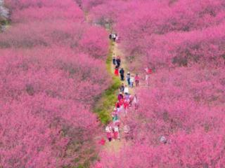 玲珑山下千亩樱花红了，米积村以樱为媒玩出“米”积四季新“花”样
