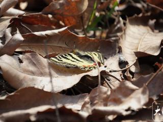 带虎皮纹的“怪蝶”现身肥西 专家：系珍稀“国宝蝶”中华虎凤蝶