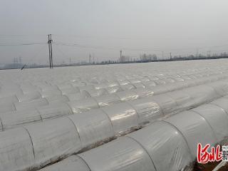 河北省露地蔬菜创新团队：岗站企赴秦皇岛市联动调研，精准布局2026年重点工作