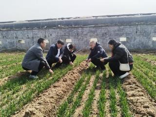 济宁市泗水县柘沟镇：开展小麦苗情勘察，抓实春季田管保丰收