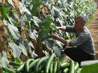 郯城县杨集镇高瓦房片区种植大棚果蔬引领村民增收