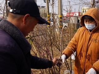 临沭县大兴镇：植树造林好时节 花卉苗木正俏销