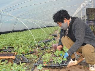 济宁市泗水县：春耕正当时,西瓜定植忙