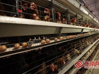 三明泰宁：智慧蛋鸡养殖忙复工 冲刺新春“开门红”