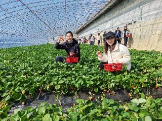 山东移动日照东港分公司开展三八妇女节采摘草莓活动
