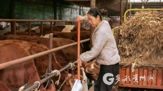 凤冈刘秀：深山“牛司令” 牵出致富路