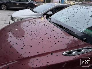 又到香樟落果期 “黑色炸弹”惹人烦 池州园林部门回应市民关切